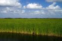 Sawgrass in the Florida everglades.