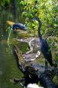 Great Blue Heron and American Alligator in the Florida everglades.