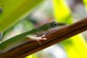A green anole is an arboreal lizard located on the island of Kauai, Hawaii, USA.
