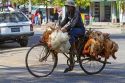 Burmese man riding a bicycle with live chickens in (Rangoon) Yangon, (Burma) Myanmar.