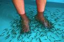 Foot pedicure given by doctor fish on the island of Ko Samui, Thailand.