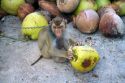 Trained monkey harvests coconuts from trees on the island of Ko Sumai, Thailand.