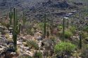 Saguaro cactus and Ocotillo plants in Saguaro National Park located in southern Arizona, USA.