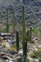 Saguaro cactus in Saguaro National Park located in southern Arizona, USA.