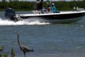 Great Blue Heron with motor boat passing by at Corpus Christi, Texas, USA.