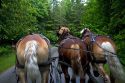 Draft horse rear end on Mackinac Island located in Lake Huron, Michigan, USA.