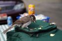 Gray Jay bird eating human picnic food in Mount Rainier National Park, Washington, USA