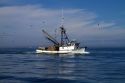 Salmon fishing trawler in the Pacific Ocean off the coast of Westport, Washington, USA.