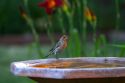 House finch sitting on a bird bath in Boise, Idaho, USA.