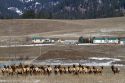 Elk herd grazing near Garden Valley, Idaho, USA.