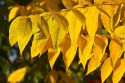 Sumac leaves change color in autumn, Boise, Idaho, USA.