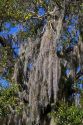 Spanish moss hanging from a live oak tree on the coast of Florida, USA.