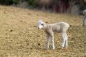 Lamb on a sheep ranch near Emmett, Idaho, USA.