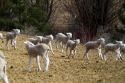 Lambs on a sheep ranch near Emmett, Idaho, USA.