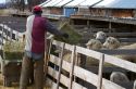 Farm worker from Peru feeding sheep on a ranch near Emmett, Idaho, USA.