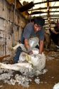 Sheep being sheared in a shearing shed near Emmett, Idaho, USA.