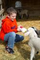Nine year old boy bottle feeding lambs on a sheep ranch near Emmett, Idaho, USA. MR