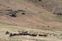 Ranchers round up cattle on grazing land near Mountain Home, Idaho, USA.