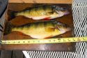 Large yellow perch caught from Cascade Lake in Cascade, Idaho, USA.