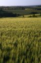 Wheat field west of Angouleme in southwestern France.