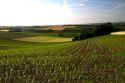 Young corn crop grows west of Angouleme in southwestern France.