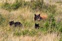 Cinnamon bear with cubs in the Waterton Lakes National Park, Alberta, Canada.
