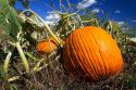 Pumpkin patch in Canyon County, Idaho, USA.