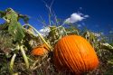 Pumpkin patch in Canyon County, Idaho, USA.
