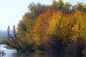 Autumn leaves along the Boise River near Notus, Idaho, USA.