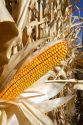 A crop of ripe dent corn ready for harvest in Canyon County, Idaho, USA.