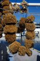 Sponge harvested from the Gulf of Mexico at Tarpon Springs, Florida, USA.