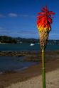 Tritoma or Torch lily at Bay of Islands at the town of Paihia, North Island, New Zealand.