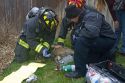Firefighters revive a dog with oxygen rescued from a house fire in Boise, Idaho, USA.