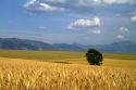 Ripe wheat fields in Eastern Idaho, USA.