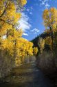 Trees in autumn color along the Big Wood River near Ketchum, Idaho, USA.