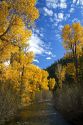 Trees in autumn color along the Big Wood River near Ketchum, Idaho, USA.