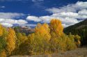 Trees in autumn color near Sun Valley, Idaho, USA.  Devil's Bedstead is at the end of the canyon.