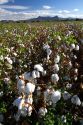 Cotton field near Phoenix, Arizona, USA.