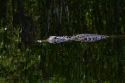 American alligator in the everglades of Florida, USA.