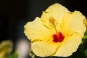 Yellow hibiscus flower in Hawaii, USA.