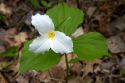 White trillium flower growing wild on the forest floor of Michigan, USA.
