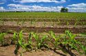Corn crop water irrigation in Canyon County, Idaho, USA.