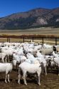 Newley sheared sheep near Stanley, Idaho, USA.