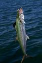 Line caught spanish mackerel in Florida, USA.