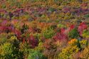 Fall foliage near Lake Elmore in Lamoille County, Vermont, USA.